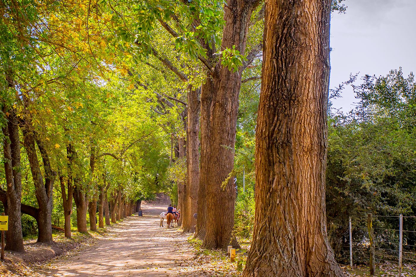 Caminos arbolados del pueblo
